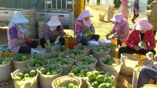 今日小瓜价格最新行情,最新行情解析与市场趋势洞察”