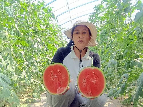 中牟今日小吊瓜价格多少,行情波动，市民关注”