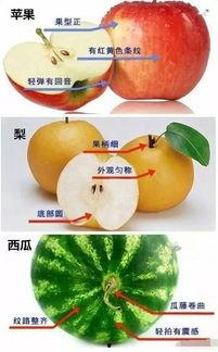 今日亲民又好吃的瓜,亲民美食，一网打尽！